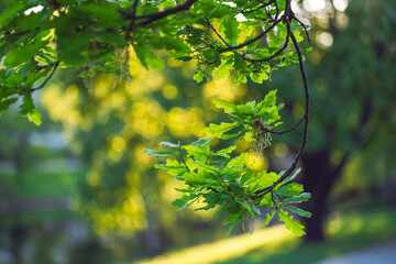 Oak tree branch with fresh spring leaves on sunny May evening