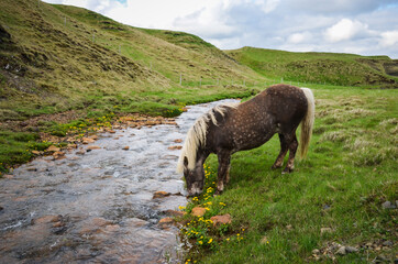  Icelandic Pony - 434307509