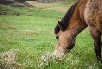  Icelandic Pony - 434307560