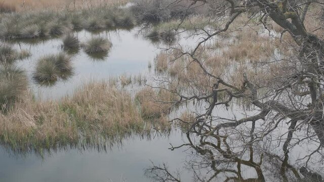 Natural and rural scene in floodplain (longoz) forest in Karacabey Bursa. Dried trees and broken branches with many bushes on water with reflection on water by taking photo from bird watching tower.