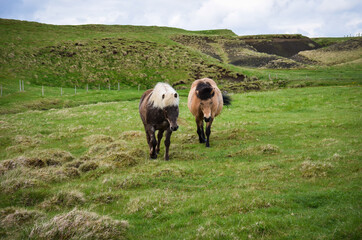  Icelandic Pony - 434307745