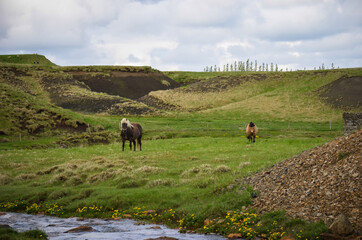  Icelandic Pony - 434307781