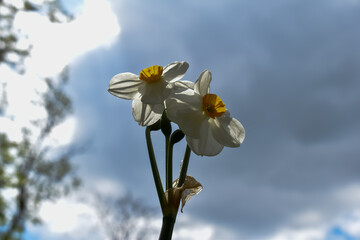 Piękne, biało-żółte kwiaty narcyzy.