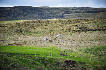  Icelandic Pony - 434307932