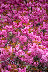 pink flowers background