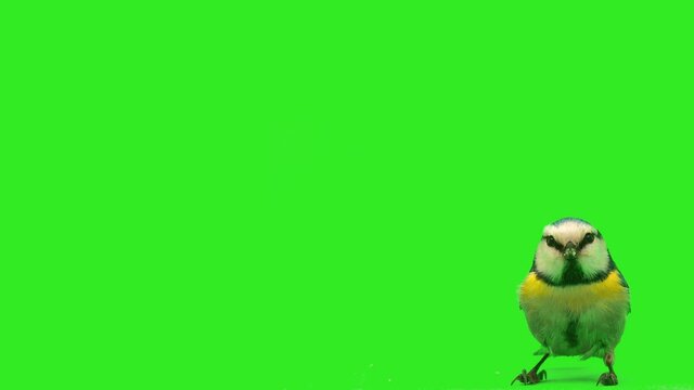 blue tit, Cyanistes caeruleus close-up on green screen, studio