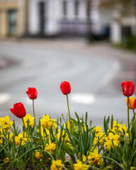 tulips in the city