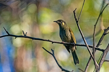 Yellow faced honeyeater in autumn sunset light