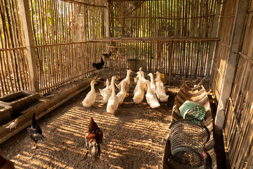 Ducks and chickens that grow in pens or on farms in rural areas of farmers.