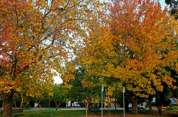 Naklejka premium Autumn in a park