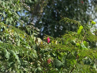 Flowers in the field. Senador Canedo, Brazil.