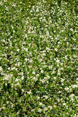Fototapeta na wymiar Apple trees in bloom in bright sunny day, green grass background.