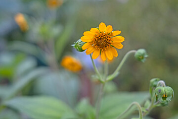 Obraz premium small sunflower