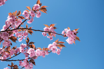 Pink sakura, cherry blossom twigs with flowers on bright day with blue sky. Romantic springtime natural background in pink and blue.