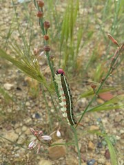 caterpillar on a leaf