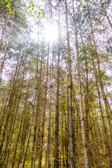 Fototapeta premium trees in the forest