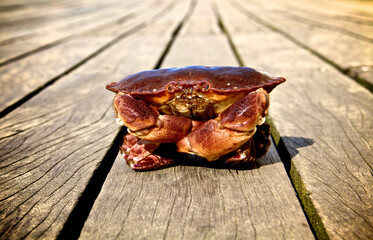 Crab closed up on wooden boardwalk