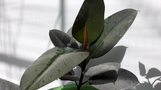 A rubber plant with red stem swaying with the wind waves