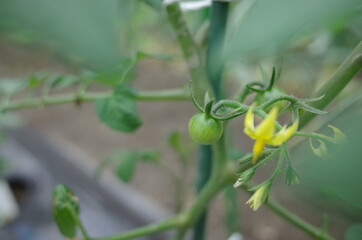 家庭菜園でおいしい野菜を

