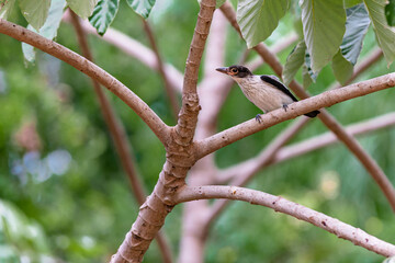 Black-crowned Tityra perched on an embauba branch, looking at the observer, with blurred green leaves in the background