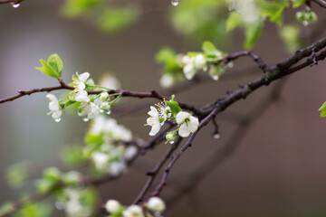 Blooming plum tree. White spring plum flowers.