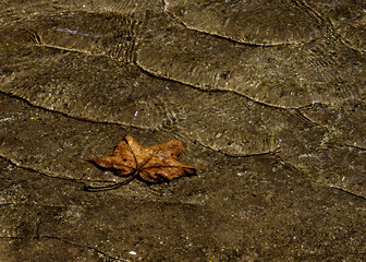 自然美、精霊が住む山、美しい日本、森，せせらぎ、風、葉擦れ音、みんなみんな美しい。そのような自然に包まれて一人、当てもなく散策する、そのような時間が好きだ。