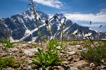 Mountain flowers against the background of the Seventh Mountain Glacier Donguzorun. Macro photography from a glade of Mount Cheget, Kabardino-Balkaria. Russia. Height 3000 meters.