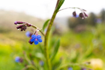 Fototapeta premium flowers in the garden