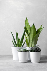 A collection of different house plants: cacti, succulents in different pots on a gray concrete background. The concept of minimalism. Houseplants in a modern interior.