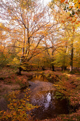 autumn in the forest