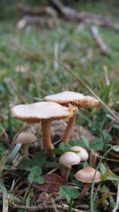 mushroom in the forest