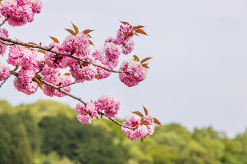 ピンク色の花びらが綺麗な満開の桜