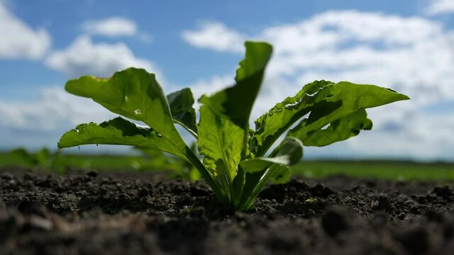 Sugar beet crop in field, low angle view