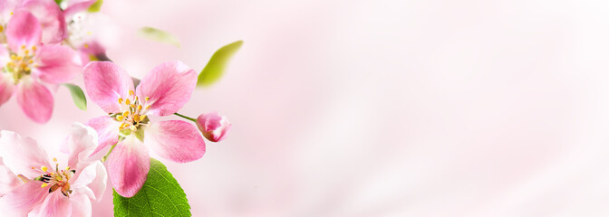 Spring pink apple blossoms on pink blurred nature background. Spring banner, border with copy space.