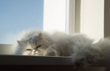 Fluffy white Persian cat is resting on the windowsill. It is illuminated by sunlight
