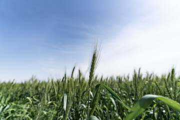 green wheat field and sky