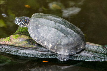 the Black pond turtle is a species of freshwater turtle endemic to South Asia.
Mainly black with small yellowish spots, and a much-elevated carapace, with three interrupted keels 