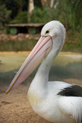 Handsome Posing Pelican