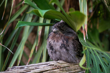 Sleeping Tawny Frogmouth Owl
