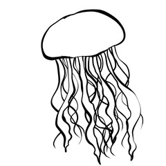 Realistic jellyfish line drawing illustration