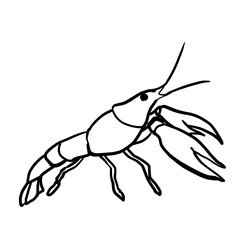 Realistic crayfish line drawing illustration