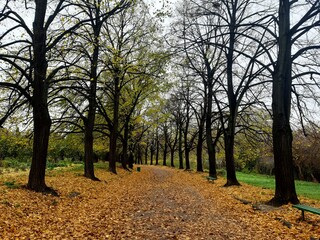 autumn in the park