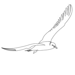 seagull flies, sketch, outline, vector