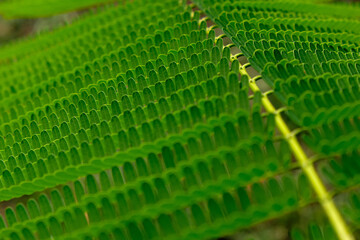 Fototapeta premium pattern of green leaf with sunlight shaded, nature background