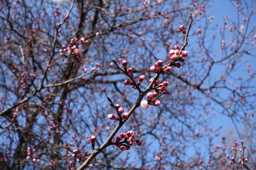 Apricot tree branch with closed flower buds against blue sky in March