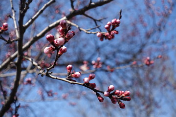 Clear blue sky and branches of apricot tree with closed flower buds in March