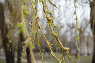 Branchlets of weeping willow with opening buds in March
