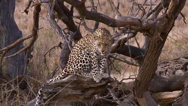 Wide shot of a young Leopard sitting on a dead tree and looking curiously into the camera, Kalahari desert.