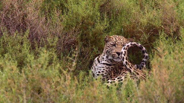 Wide shot of a male leopard laying in the green shrubs before walking out the frame, Kalahari desert.