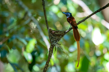 Asian Paradise Flycatcher bird perched at the nest